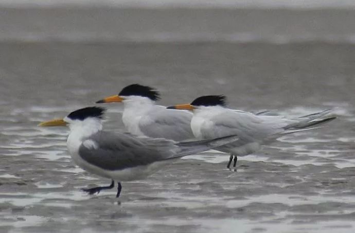 「神話之鳥」再現湛江！全球不足100只 ！還有「迷鳥」也來了 靈異 第4張