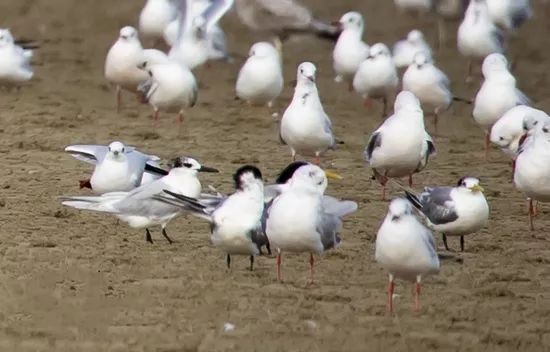 「神話之鳥」再現湛江！全球不足100只 ！還有「迷鳥」也來了 靈異 第3張