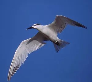 「神話之鳥」再現湛江！全球不足100只 ！還有「迷鳥」也來了 靈異 第5張