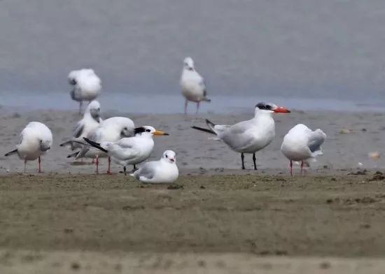 「神話之鳥」再現湛江！全球不足100只 ！還有「迷鳥」也來了 靈異 第2張