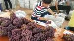云南葡萄已大量上市，看看今年行情如何