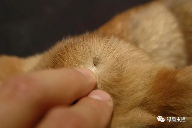 綠盾蟲控丨你應該了解的臭蟲習慣(圖1)