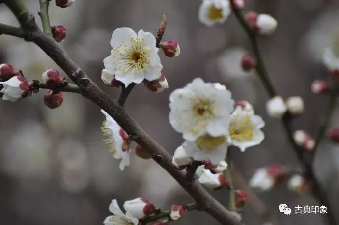 江梅型 花单瓣,呈红,粉,白等色,萼绛紫色或在绿底上洒晕.