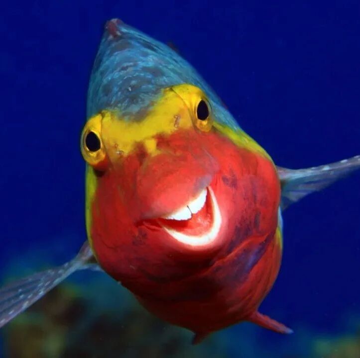 2020年「搞笑野生动物摄影奖」又又又来了！44张爆笑图片张张都是精华！