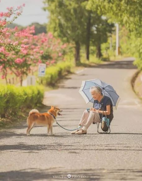 櫻花樹下85歲奶奶和柴犬一張圖片，獲12萬人點讚：