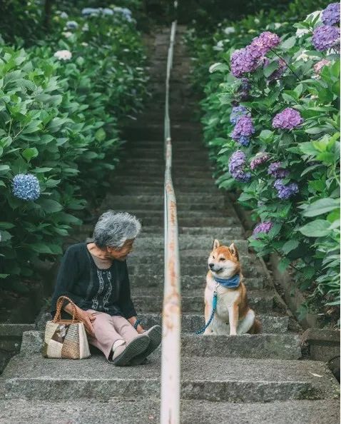 櫻花樹下85歲奶奶和柴犬一張圖片，獲12萬人點讚：