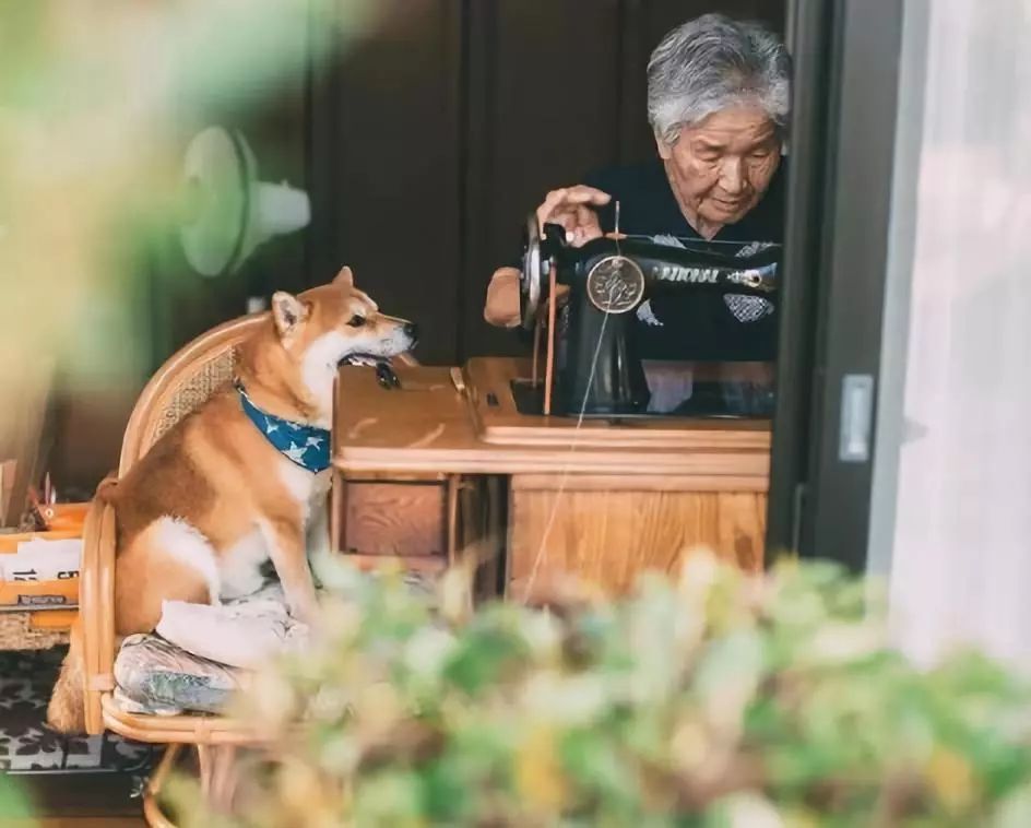 櫻花樹下85歲奶奶和柴犬一張圖片，獲12萬人點讚：