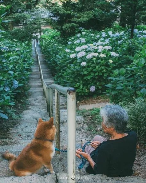 櫻花樹下85歲奶奶和柴犬一張圖片，獲12萬人點讚：