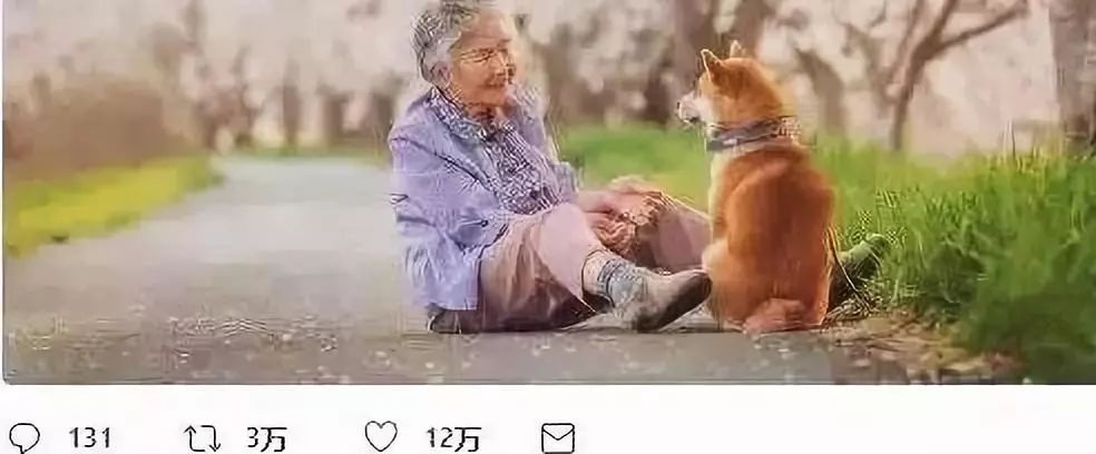 櫻花樹下85歲奶奶和柴犬一張圖片，獲12萬人點讚：