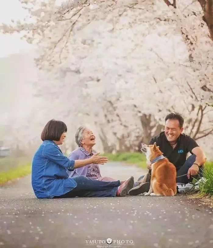 櫻花樹下85歲奶奶和柴犬一張圖片，獲12萬人點讚：