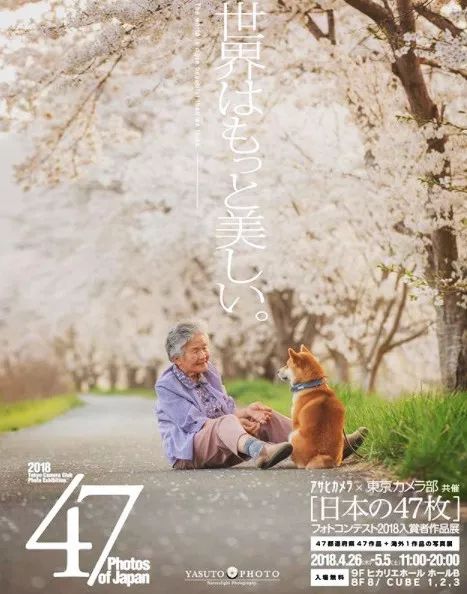 櫻花樹下85歲奶奶和柴犬一張圖片，獲12萬人點讚：