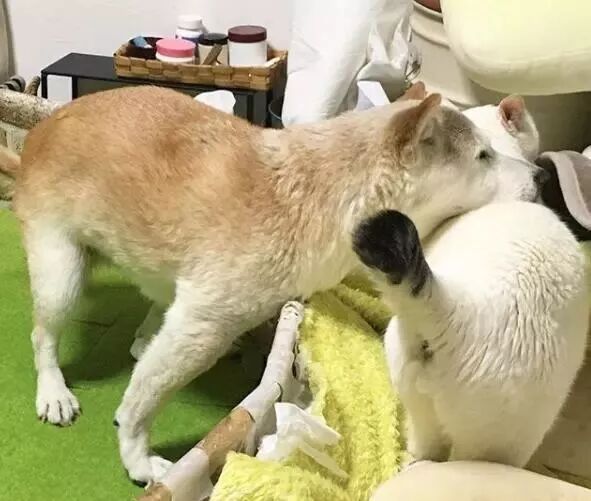 18岁老年痴呆柴犬shino离世亲爱的谢谢你用生命爱过我