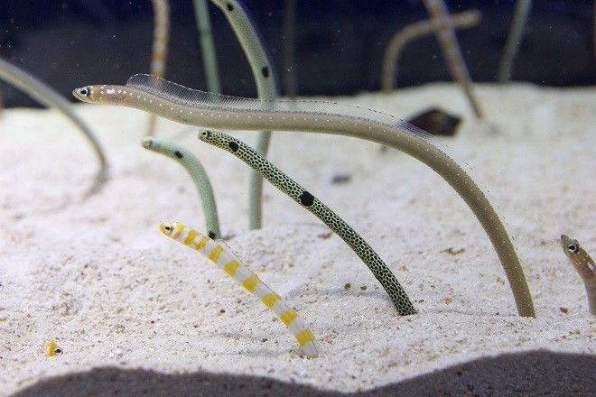 别问我为什么花园鳗就是治愈萌神