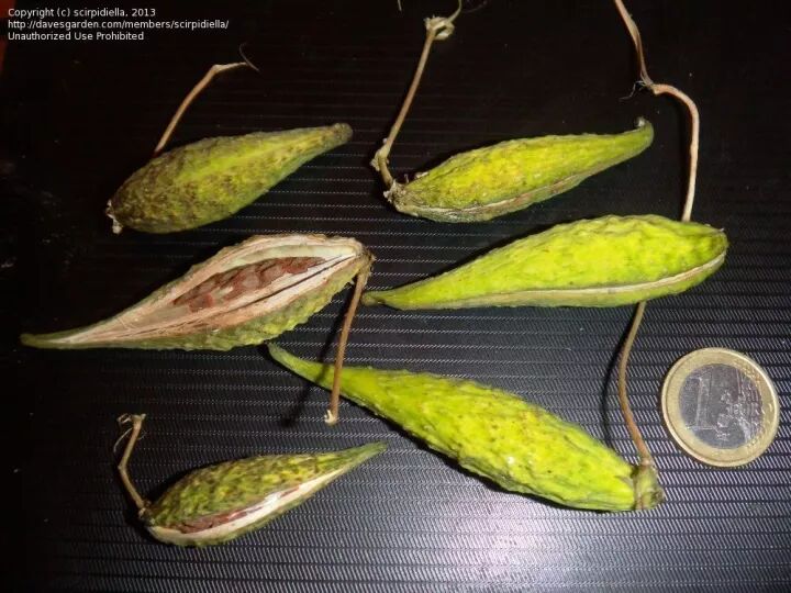 萝藦不是裸模也不是魔罗