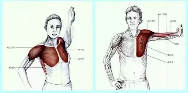 健身课堂 精准拉伸 解放你的肌肉 胸小肌针对性拉伸 果仁健康 微信公众号文章阅读 Wemp