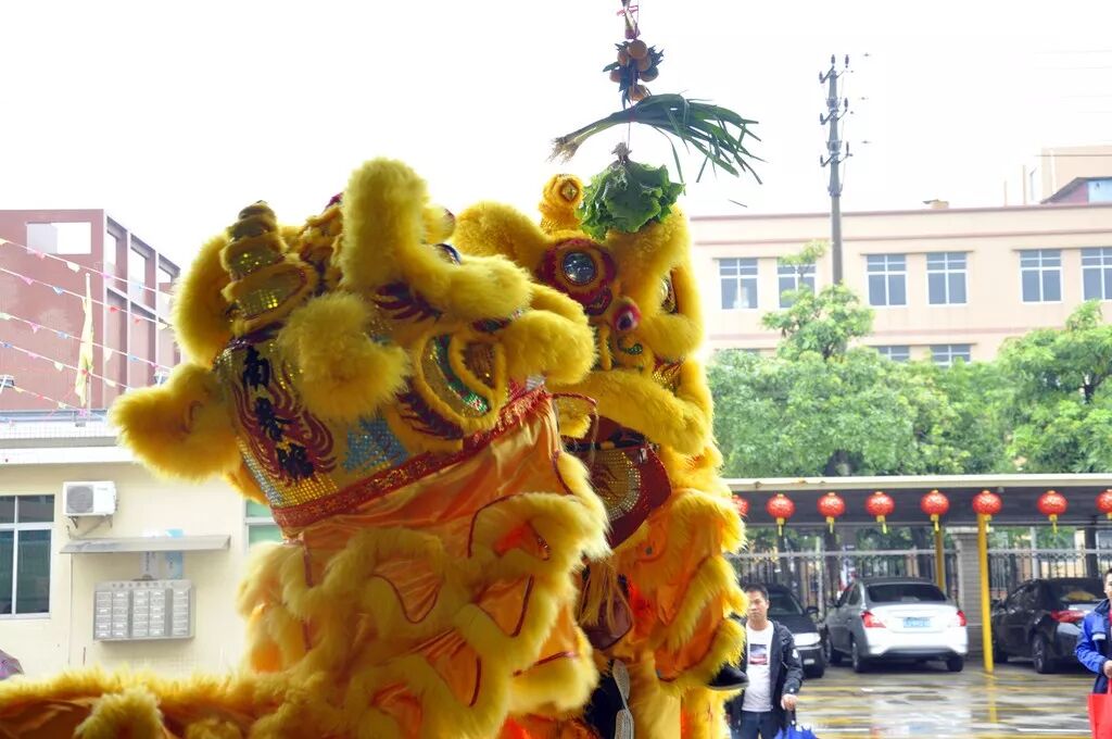 舞狮采青是每年不可或缺的环节.舞狮采青有"生猛",生意兴隆的象征.