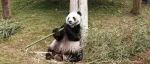 25岁旅美大熊猫乐乐离世，死因“尚未确定”