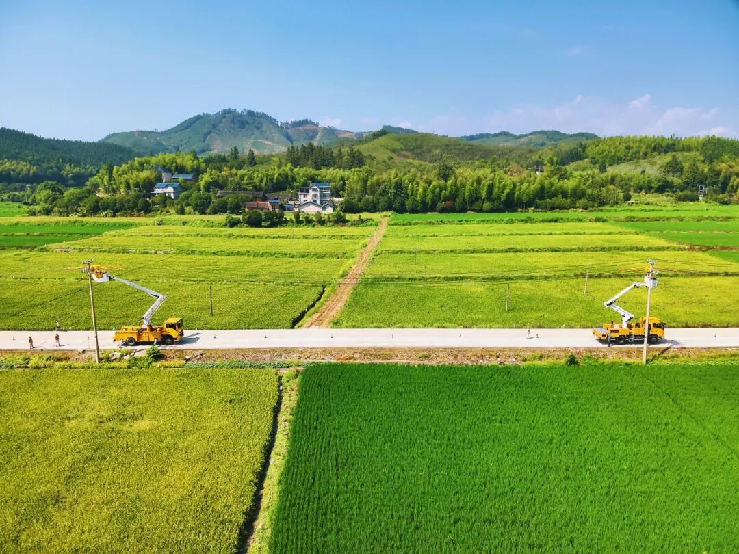 国网浦城县供电公司带电作业班员工在临江镇10千伏临山线28号、29号杆上带电安装避雷器。（叶凌云 林鸿辉） 拷贝.jpg