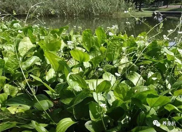 降血糖、降血脂，这7种中药很有效，专家推荐