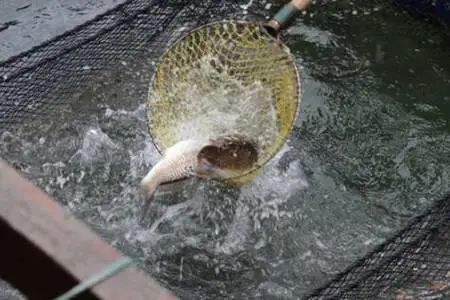 梦到到河里捞鱼_梦见河里捞鱼什么意思_梦见河水中捞鱼