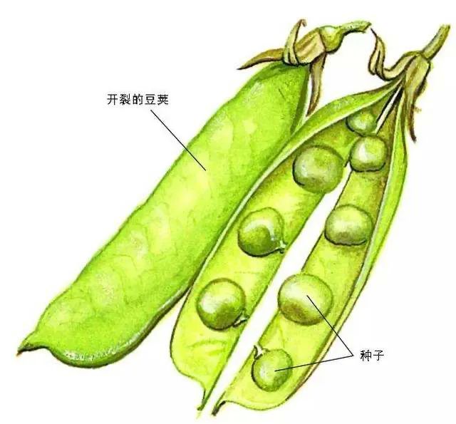 认识植物的果实