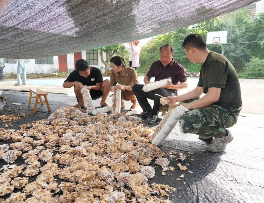 小小菌菇撑起村民"致富伞"_要闻_红河频道_云南网