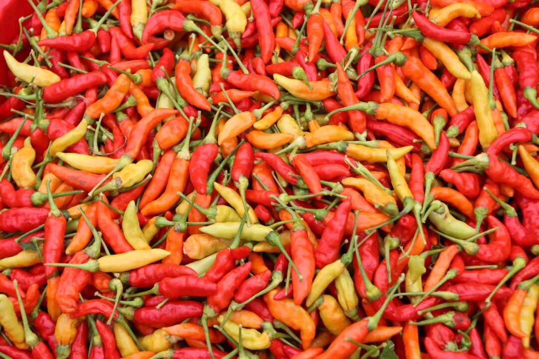 新时代新征程新伟业丨河口县老范寨乡:小米辣"红"出丰收味