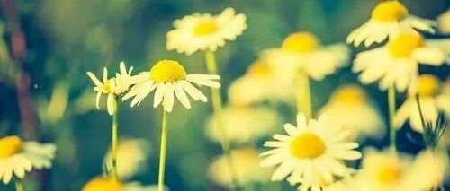 你的时间花在哪儿，人生的花就开在哪儿