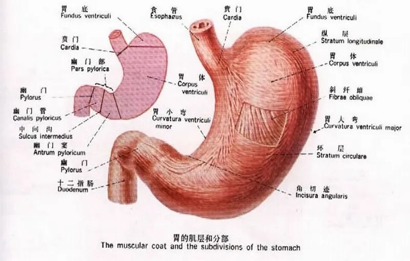 国际护胃日守胃健康戒掉伤胃坏习惯