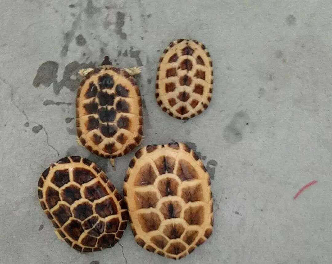 出4条变异南石龟,联系人阿伟 18902887818 同步微信