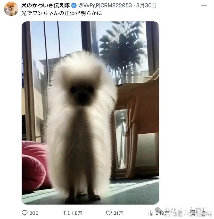 【爆笑】miumiu四千五的袜套火了？网友惊呆:离了个大谱（组图） - 26