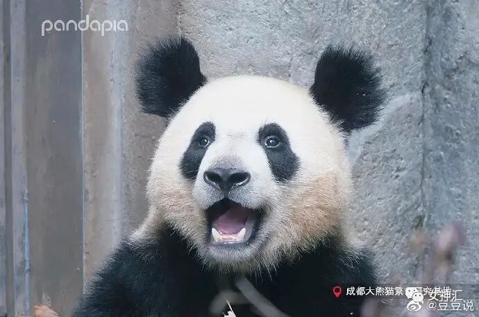 【爆笑】陈伟霆何穗疑似恋情曝光？两人多次被拍到回家过夜？哈哈哈网友评论亮瞎眼！（组图） - 56