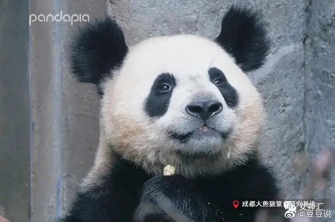 【爆笑】陈伟霆何穗疑似恋情曝光？两人多次被拍到回家过夜？哈哈哈网友评论亮瞎眼！（组图） - 58