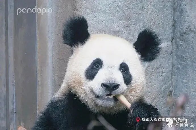 【爆笑】陈伟霆何穗疑似恋情曝光？两人多次被拍到回家过夜？哈哈哈网友评论亮瞎眼！（组图） - 55