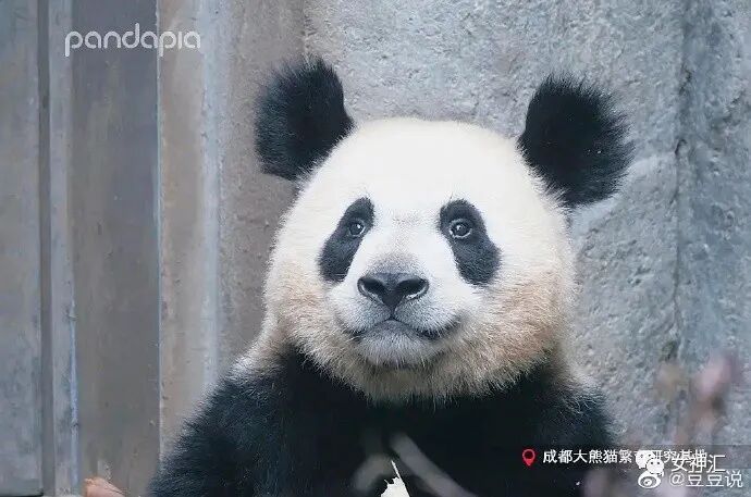 【爆笑】陈伟霆何穗疑似恋情曝光？两人多次被拍到回家过夜？哈哈哈网友评论亮瞎眼！（组图） - 57