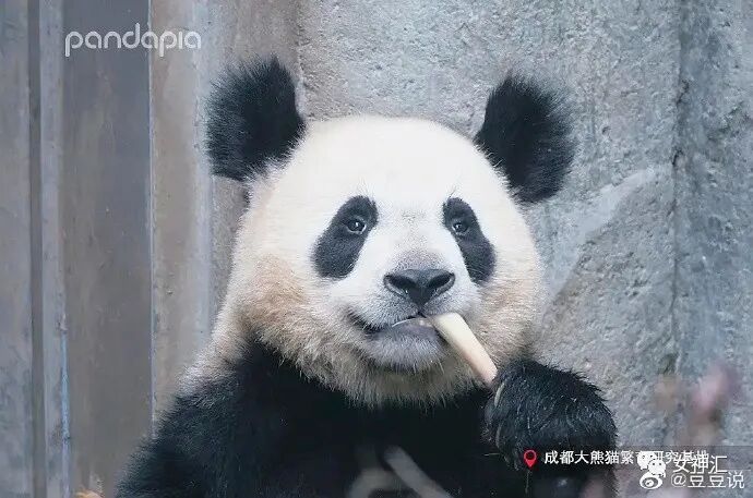【爆笑】陈伟霆何穗疑似恋情曝光？两人多次被拍到回家过夜？哈哈哈网友评论亮瞎眼！（组图） - 54