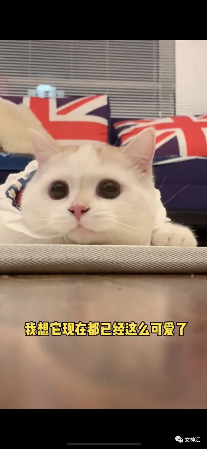 【爆笑】“23岁女明星当小3开F遭正宫抓包？渣男留遗书自杀？”网友：损到家了！（组图） - 17