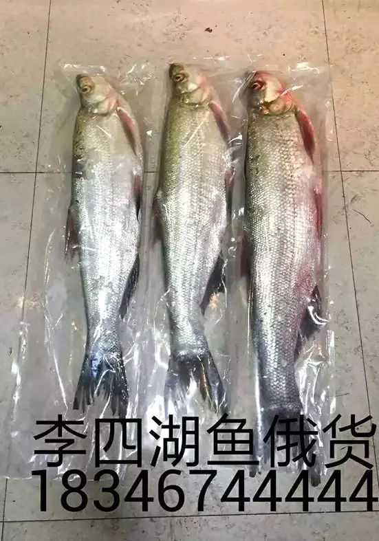 国宴佳肴,馈赠佳品,兴凯湖鱼生鲜礼盒火爆订购中