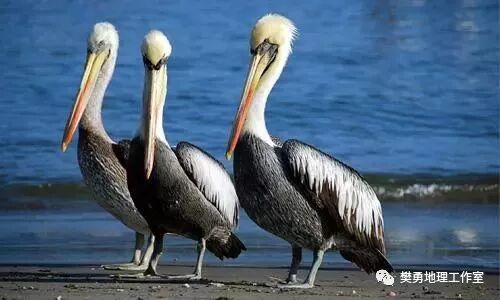 秘鲁渔场_秘鲁渔场形成的条件是_厄尔尼诺对秘鲁渔场的