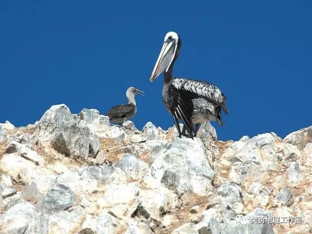 秘鲁渔场_秘鲁渔场形成的条件是_厄尔尼诺对秘鲁渔场的