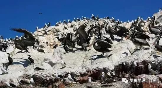 秘鲁渔场_秘鲁渔场形成的条件是_厄尔尼诺对秘鲁渔场的