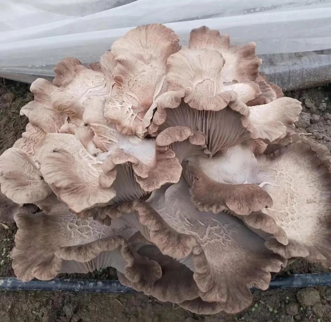"我们种的褐灵菇比较独特,市面上的蘑菇基本都是菌