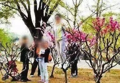 千树万树梨花开 各色大妈上树来 那些令人 闻风丧胆 的大妈们 虎虎与蔷薇 微信公众号文章阅读 Wemp