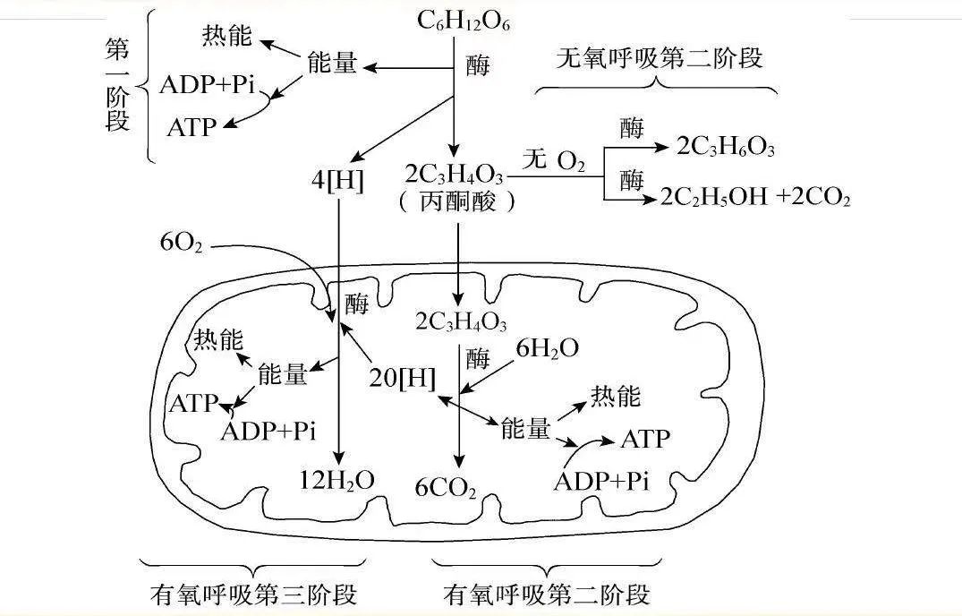 atp的来源