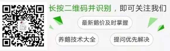 致富经鹅养殖技术视频_养鹅视频大全_致富经养鹅视频