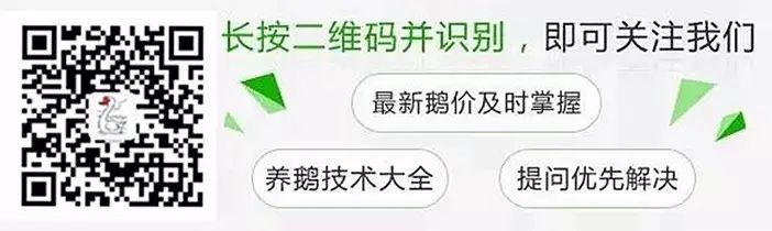 致富经养鹅视频_致富经鹅养殖技术视频_养鹅视频大全