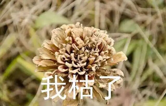 蔡徐坤:清白or轻巧?幕后执棋者竟是她?-图42