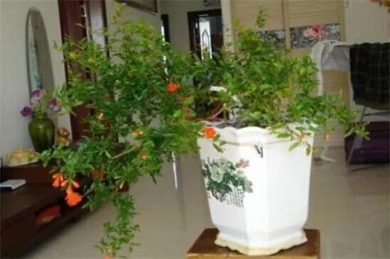 石榴花盆栽养殖方法 4大方法让石榴花开灿烂硕果累累 种花养花百科大全 微信公众号文章阅读 Wemp