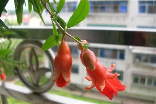 石榴花盆栽养殖方法 4大方法让石榴花开灿烂硕果累累 种花养花百科大全 微信公众号文章阅读 Wemp