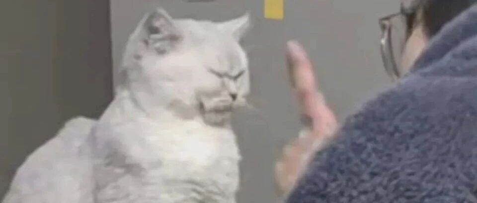 表情包 | 你又皮痒了